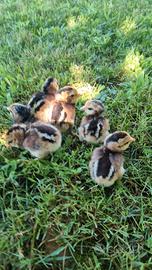 pulcini Araucana e olive eggers 