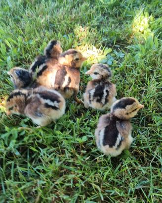 pulcini Araucana e olive eggers 