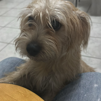 Cagnolino tg piccola 12 mesi