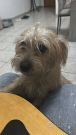 Cagnolino tg piccola 12 mesi