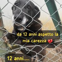 NERINA 12 ANNI 18 KG taglia media