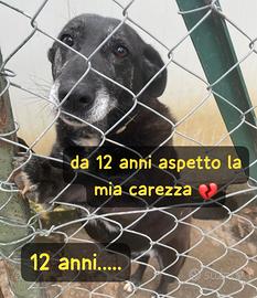 NERINA 12 ANNI 18 KG taglia media