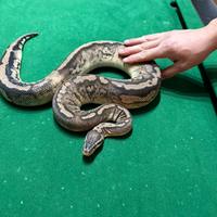 Pitone femmina adulto