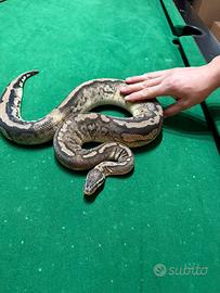 Pitone femmina adulto