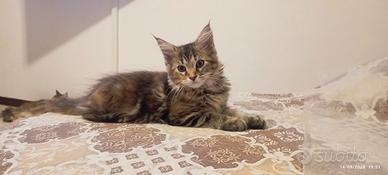 Simil maine coon