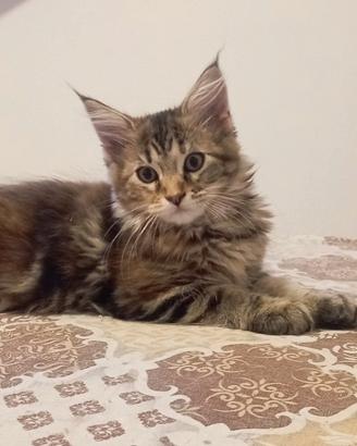Simil maine coon
