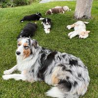 Cuccioli di Pastore Australiano