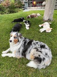 Cuccioli di Pastore Australiano