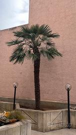 Palma Grande per giardino