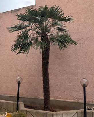 Palma Grande per giardino