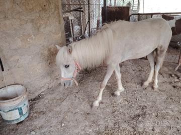 Pony puledra