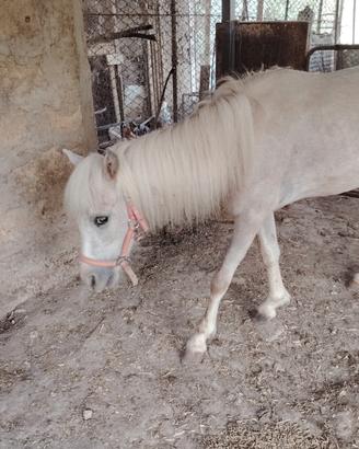 Pony puledra