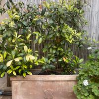 Vaso in terracotta artigianale