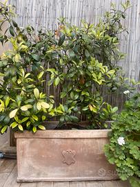 Vaso in terracotta artigianale