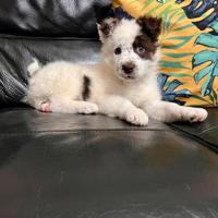 Cucciolo incrocio pastore australiano