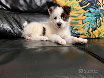 Cucciolo incrocio pastore australiano