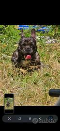 Buldog francese