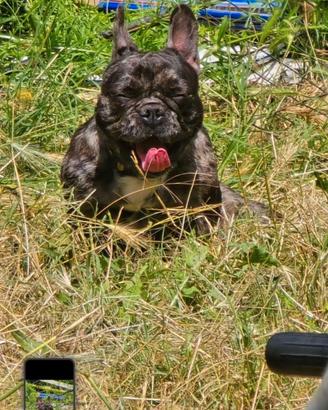 Buldog francese