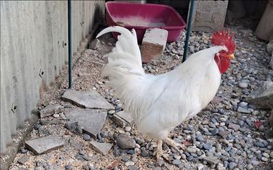 Gallo livornese