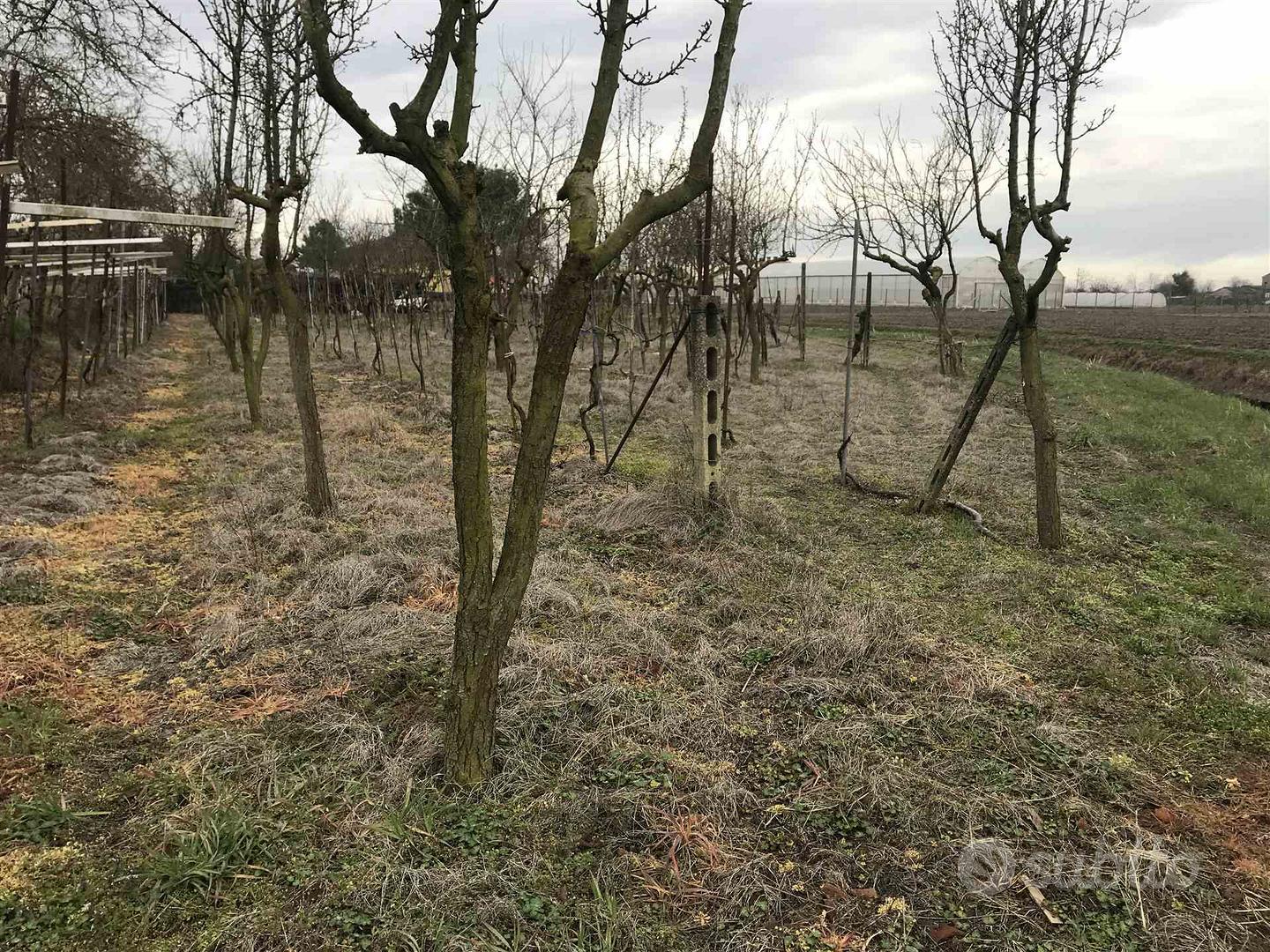 Rif.3276| terreno agricolo chioggia - Vista 5