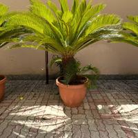 Cycas