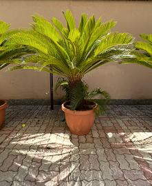 Cycas