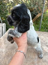 Cuccioli Cocker