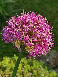 5 bulbi Allium Ornamentale 