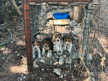 Cuccioli beagle con pedigree