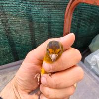 Ibrido di cardinalino