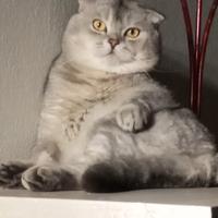 Scottish fold valuta femina straight per accoppiam