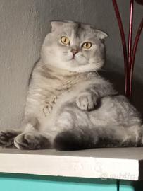 Scottish fold valuta femina straight per accoppiam