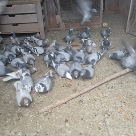 Colombi viaggiatori da fondo