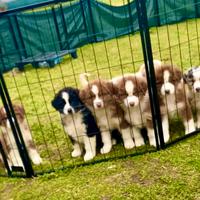 Pastore Australiano Australian Shepherd CUCCIOLI
