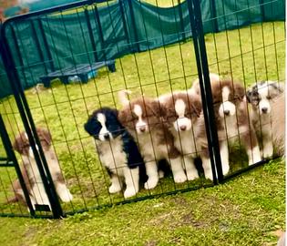 Pastore Australiano Australian Shepherd CUCCIOLI