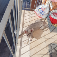 Pit bul