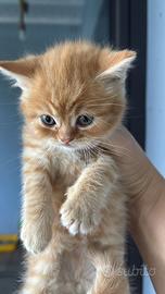Scottish Fold e straight