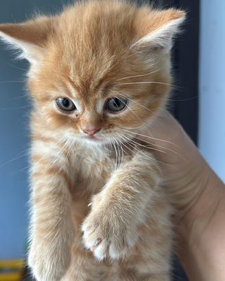 Scottish Fold e straight