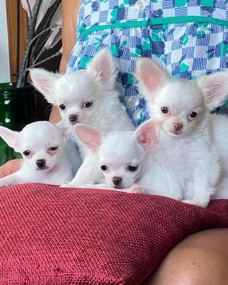 Cuccioli Chihuahua con pedigree -pelo corto e lung