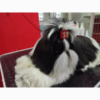 Shih Tzu adulta