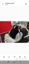 Shih Tzu adulta