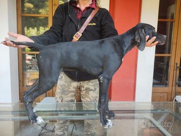 Pointer