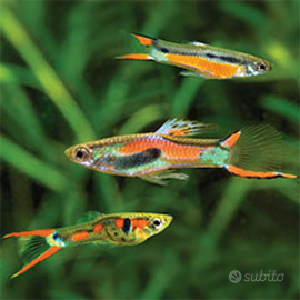 Pesci tropicali ENDLER puri adulti