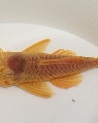 Ancistrus gold