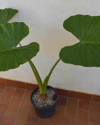 PIANTA DI OLOCASIA ORECCHIA DI ELEFANTE