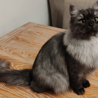 Gattini Siberiani ipoallergenici