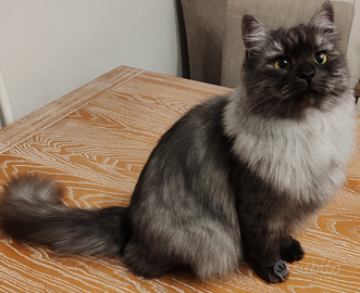 Gattini Siberiani ipoallergenici