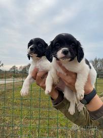 Cuccioli di Breton