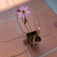 Drosera Filiformis - SEMI