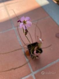Drosera Filiformis - SEMI